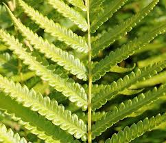 Image result for Cyclosorus interruptus