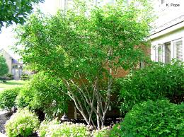 Image result for Amelanchier laevis