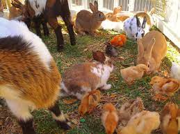 Our privacy and security programs make sure that every transaction made at ponies & petting zoo of miami is 100% safe and guaranteed. Petting Zoo Happy Party Event Rentals