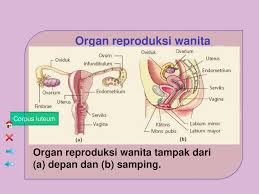 Ketika sperma keluar, ia akan berusaha membuahi ovum dan kemudian membuat sang perempuan hamil. Sistem Reproduksi Manusia Ppt Download