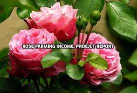 Rose Farming Income Cost Profit Project Report Agri Farming