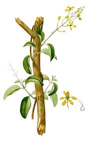 Image result for Tristellateia africana