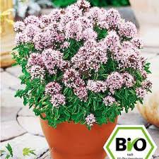 Bio Oregano 1 Pflanze Origanumvulgare Winterharte Pflanzen Pflanzen Bepflanzung