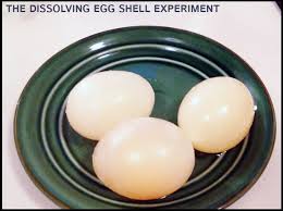 Passive transport involves the movement of substances through a membrane. Osmosis Experiment Dissolve An Egg Shell The Lab