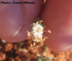 Image result for Cressa cretica