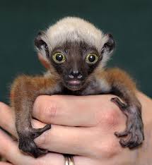 This little baby robin that fell out of the nest, whether you think he's cute or not, he's adorable in my opinion. 40 Rare Animal Babies You Ve Probably Never Seen Before Bored Panda