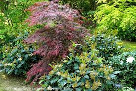 Entrée du jardin par la venelle située rue du nord. Jardin Du Nord Acer Dissectum Paul Garnet