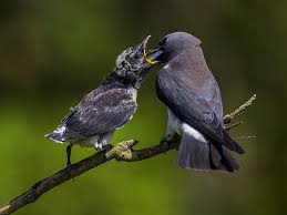 Birds That Start With A P Burung Layang Layang Small Birds Bird Bird Silhouette