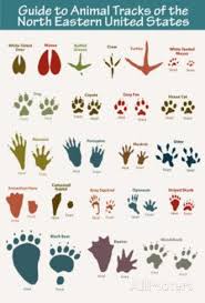 Animal Tracks Printable Google Search Animal Tracks Animal Footprints Animals