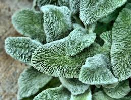 Lamb's ear (stachys byzantina) is an herbaceous perennial valued for its attractive foliage and low maintenance requirements. Lamb S Ear Lovetoknow