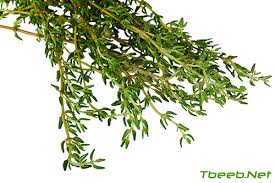 Approximately 350 thyme species exist. Ø§Ù„Ø²Ø¹ØªØ± Ø§Ù„ØµØ¹ØªØ± Ø§Ù„Ø³Ø¹ØªØ± Thyme Ø·Ø¨ÙŠØ¨ Ø¯ÙˆØª ÙƒÙˆÙ…