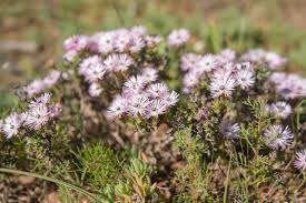 Image result for Corbichonia