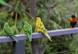 What Bird Is That The Australian Museum