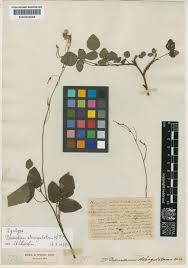 Image result for Hylodesmum repandum