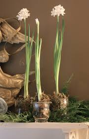 So Easy Saw Paperwhite Bulbs At Walmart For 4 97 For 4 Might Start To Next Week For Christmas Day Blooms Can Do Christmas Home Paperwhites Bloom