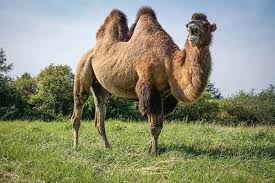 The camel was looking at his own reflection in the pool. How Long Do Camels Live