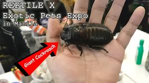 Pet expo is irelands premium pet exhibition at the national show centre, dublin. Totally Geeking Out At A Reptile Exotic Pets Expo In Manila Jan 22 2017 Vlog 5 Youtube