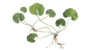 Image result for Centella