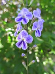 Image result for Duranta erecta