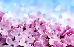 Maybe you would like to learn more about one of these? Wallpaper Flowers Glare Background Blue Beautiful Purple Pale Red Violet Flowers Images For Desktop Section Cvety Download