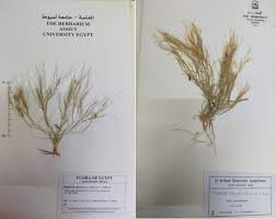 Image result for Stipagrostis