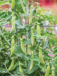 Simply broadcast the seed in the row, allowing the seeds to fall as they may, some even touching. All About Peas Burpee