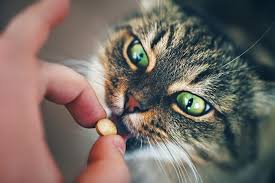Can You Give A Cat Ibuprofen Pain And Fever Relief