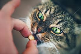 Cats should only be given. Can You Give A Cat Ibuprofen Pain And Fever Relief