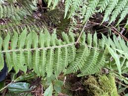 Image result for Ctenitis