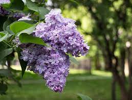 See more ideas about puutarha, pensaat, kasvit. Why Is My Lilac Not Blooming Reasons A Lilac Bush Never Flowers