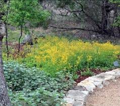 Image result for Catunaregam obovata