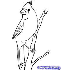 Bird On Branch Drawing Simple How To Draw A Cardinal Step By Step Birds Animals Free Online Drawing Tutorial Added By Dawn April 24 2010 2 26 Bird Drawings Drawings Animal Drawings