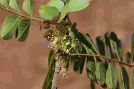 Image result for Haplocoelum