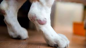 Image result for hotspot dogs