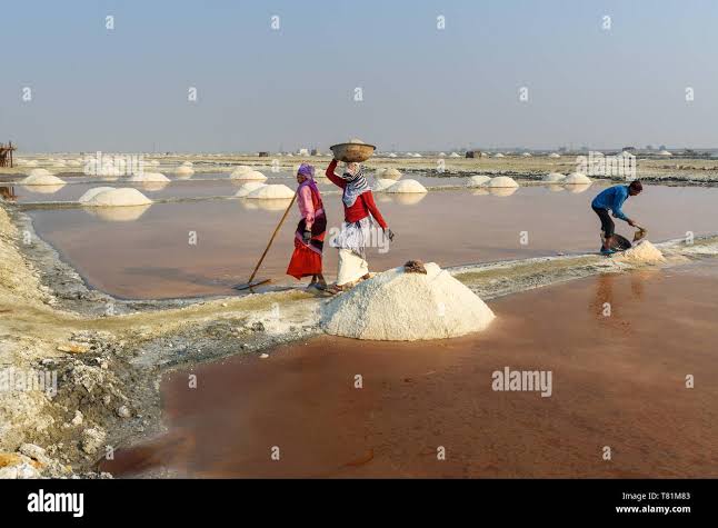 Sambhar, India - February 04, 2019: Indian workers harvesting salt on Sambhar Salt Lake at morning. Rajasthan Stock Photo - Alamy
