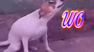 Brazil Dog Dance Know Your Meme