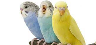 طريقة تربية طيور الحب حياتك