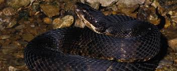 Your snake doesn't sound like a baby cottonmouth. Northern Cottonmouth Missouri Department Of Conservation