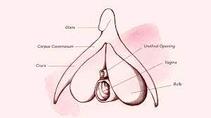 7 jm bjordal, mi johnson, ae ljunggreen transcutaneous electrical nerve stimulation (tens) can reduce postoperative analgesic consumption. Clitoral Stimulation Is Important New Research Shows Teen Vogue