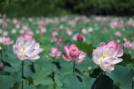 桃園觀音賞蓮玩體驗漫遊農村田園美景- 旅飯- Pantravel