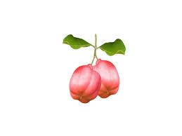 Image result for Blighia