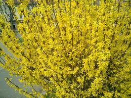 Check spelling or type a new query. Spring Flower Market Oregon Coastal Flowers