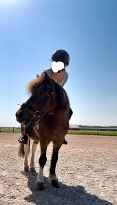 Pics of my shetland from yesterday : r/Horses