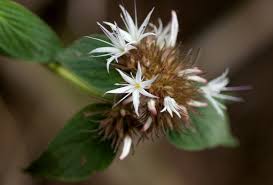 Image result for Virectaria