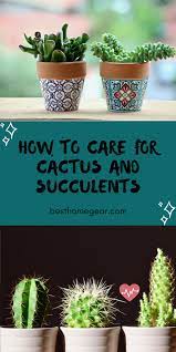 How To Care For Cactus And Succulents Best Home Gear Cactus House Plants Indoor Cactus Plants Cactus Plant Pots