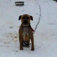 On extreme heat days, walk your dog in the early morning or late evening, when temperatures cool off. Dogs Left Freezing To Death In Cold Across U S Animal Care Groups Canvas Neighborhoods With Police