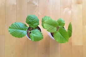 ウンベラータの水挿しから植え付けまで ひっそり暮らし