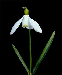 Pin By Laura I H Bennett On Snowdrops Black Backgrounds Art Inspiration Background