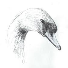 Swan Sketch Swan Drawing Animal Paintings Animal Sketches