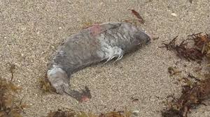 Dead Fish Wash Ashore South Florida Beaches Possibly Due To Red Tide Local Miami News South Beach Florida Florida Beaches South Florida